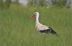 <p>ČÁP BÍLÝ (Ciconia ciconia) okolí Jonsdorfu - Německo ------ /White stork - Weißstorch/</p>